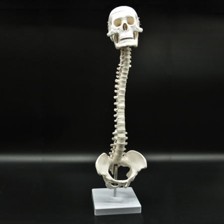 Модель «Позвоночник с черепом и тазом» Модель «Позвоночник с черепом и тазом»