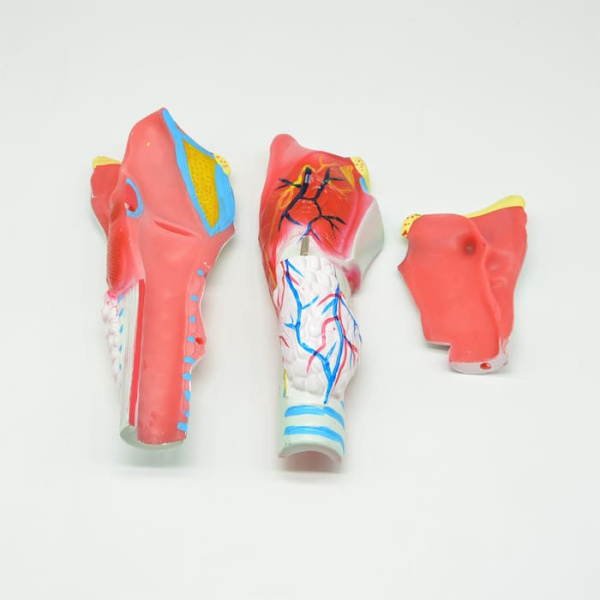 Модель «Гортань в разрезе» Модель «Гортань в разрезе»