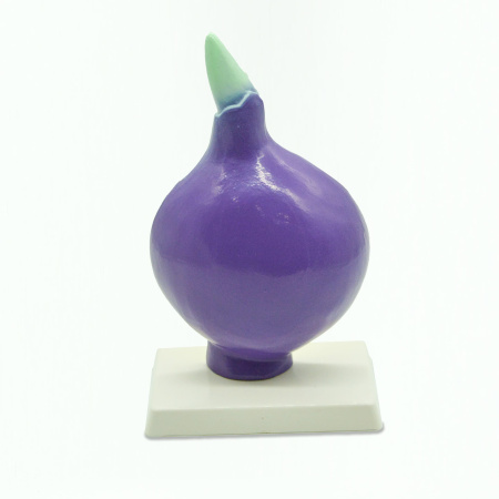 Модель «Луковица в разрезе» Модель «Луковица в разрезе»