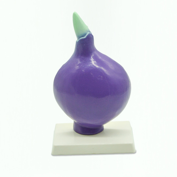 Модель «Луковица в разрезе» Модель «Луковица в разрезе»