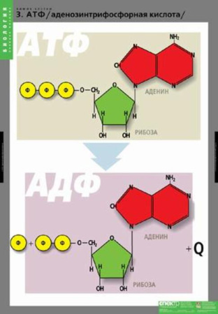 Химия клетки (Комплект таблиц 3 шт. Биология) 2-071-477