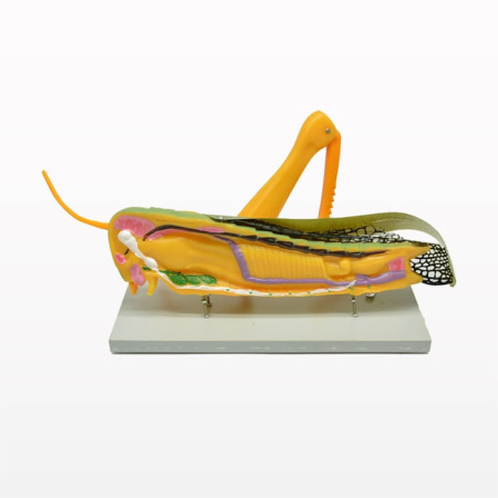 Модель «Кузнечик» Модель «Кузнечик»