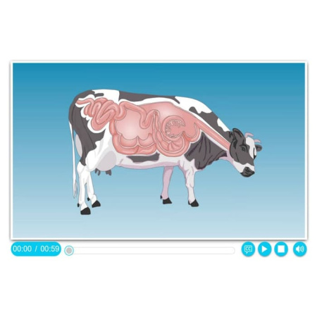 Животные. Интерактивное учебное пособие (v.5.0) (BOX. Наглядная Биология) 464-0008176510