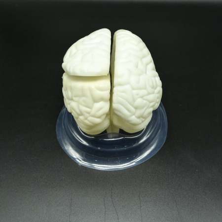 Модель «Мозг в разрезе» Модель «Мозг в разрезе»