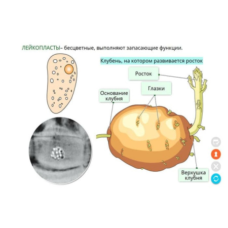 Химия клетки. Вещества. Клетки и ткани растений. Интерактивное учебное пособие (v.5.0) (BOX) Химия клетки. Вещества. Клетки и ткани растений. Интерактивное учебное пособие (v.5.0) (BOX)