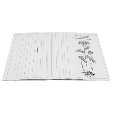 Гербарий Систематика растений. Семейство Пасленовые. Крестоцветные. Сложноцветные (раздаточный) Гербарий Систематика растений. Семейство Пасленовые. Крестоцветные. Сложноцветные (раздаточный)
