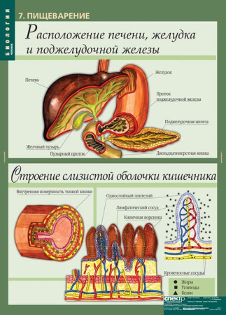 Человек (Комплект таблиц 12 шт. Биология 8-9 кл.) 5-8691-012 Человек (Комплект таблиц 12 шт. Биология 8-9 кл.) 5-8691-012
