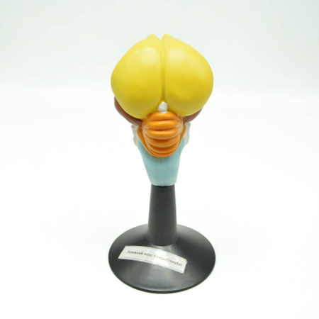 Комплект моделей «Строение головного мозга позвоночных» Комплект моделей «Строение головного мозга позвоночных»