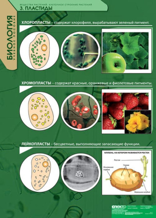 Вещества растений. Клеточное строение (Комплект таблиц 12 шт. Биология) 2-072-615