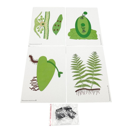 Модель-аппликация Размножение папоротника