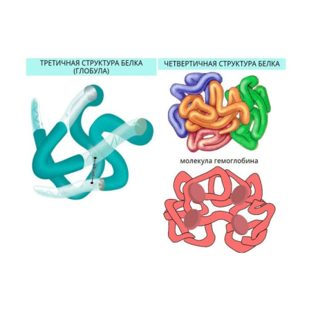 Химия клетки. Вещества. Клетки и ткани растений. Интерактивное учебное пособие (v.5.0) (BOX) Химия клетки. Вещества. Клетки и ткани растений. Интерактивное учебное пособие (v.5.0) (BOX)