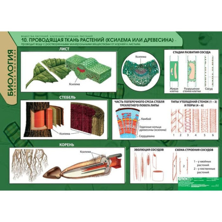 Вещества растений. Клеточное строение (Комплект таблиц 12 шт. Биология) 2-072-615
