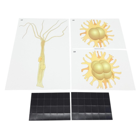Модель-аппликация Строение и цикл развития гидры