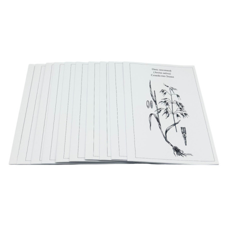 Гербарий Систематика растений. Семейство Бобовые. Злаки (раздаточный) Гербарий Систематика растений. Семейство Бобовые. Злаки (раздаточный)