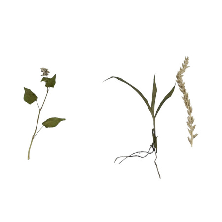 Гербарий Сельскохозяйственные растения (28 видов) Гербарий Сельскохозяйственные растения (28 видов)