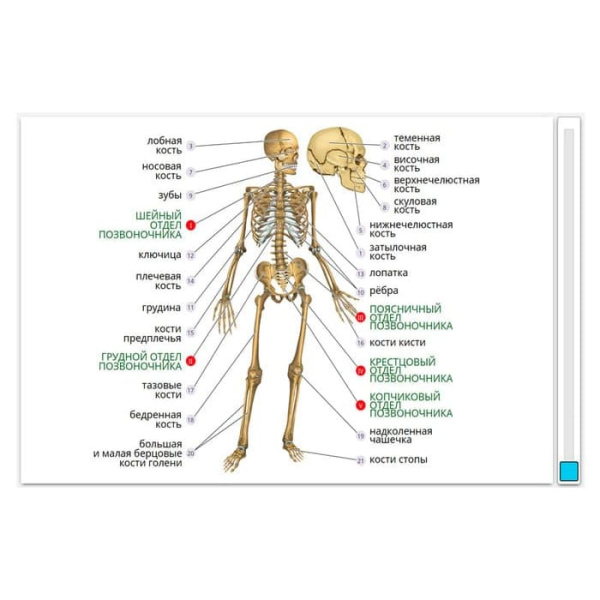 Строение тела человека. Интерактивное учебное пособие (v.5.0) (BOX. Наглядная Биология) Строение тела человека. Интерактивное учебное пособие (v.5.0) (BOX. Наглядная Биология)