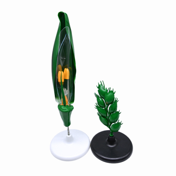 Модель «Цветок пшеницы» Модель «Цветок пшеницы»