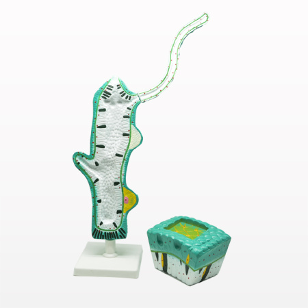 Модель «Гидра» Модель «Гидра»