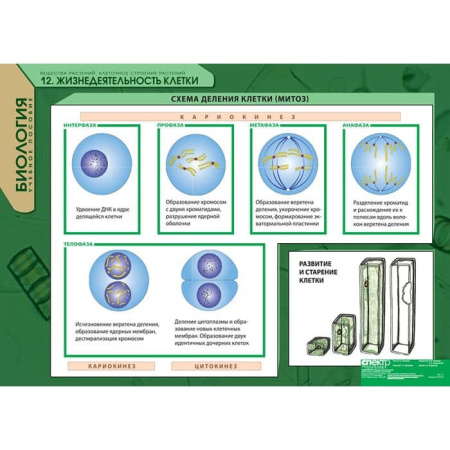 Вещества растений. Клеточное строение (Комплект таблиц 12 шт. Биология) 2-072-615