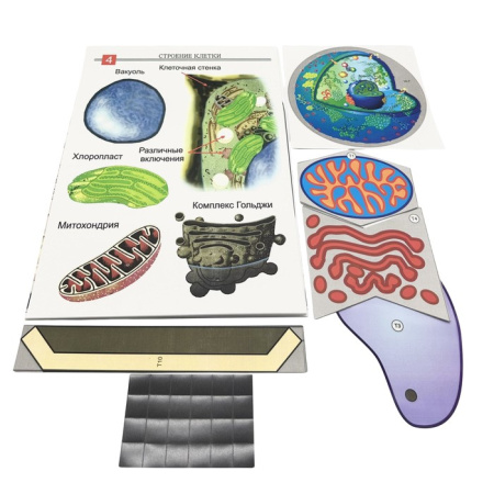 Модель-аппликация Строение клетки (двухслойная)