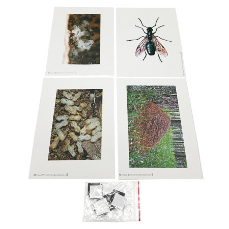 Модель-аппликация Муравьи. Устройство муравейника Модель-аппликация Муравьи. Устройство муравейника