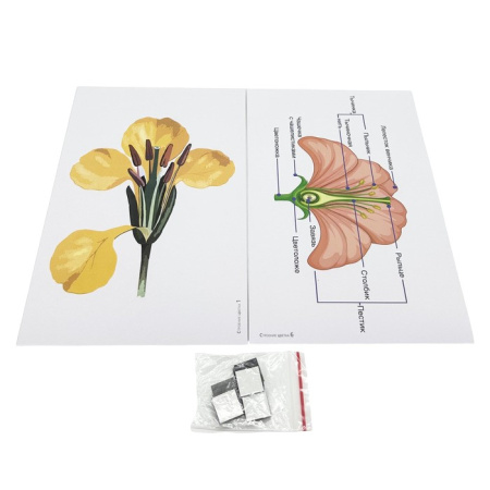 Модель-аппликация Строение цветка