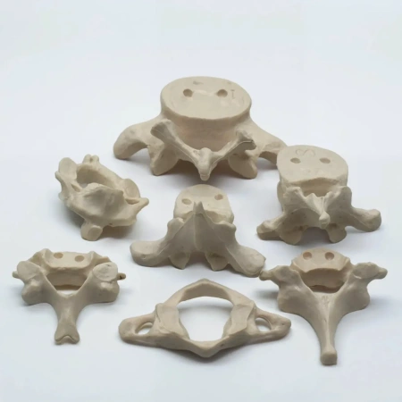 Модель «Позвонки человека» (7 штук)