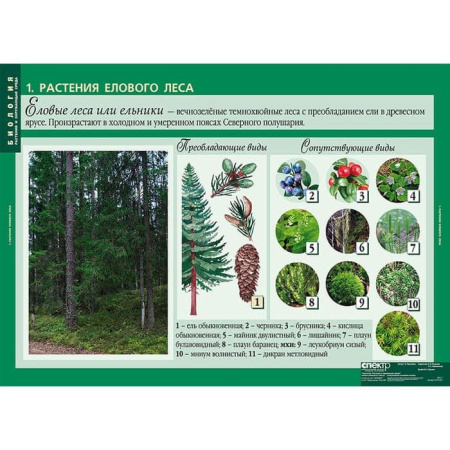Растения и окружающая среда (Комплект таблиц 7 шт. Биология) 2-072-637 Растения и окружающая среда (Комплект таблиц 7 шт. Биология) 2-072-637