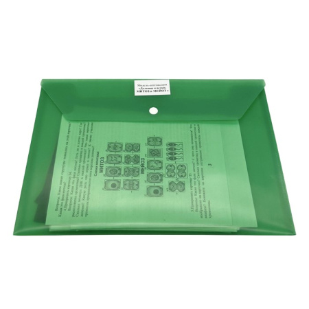 Модель-аппликация Деление клетки. Митоз и мейоз