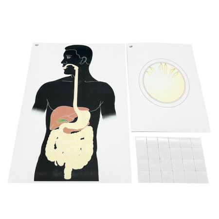 Модель-аппликация Цикл развития бычьего цепня и печеночного сосальщика Модель-аппликация Цикл развития бычьего цепня и печеночного сосальщика