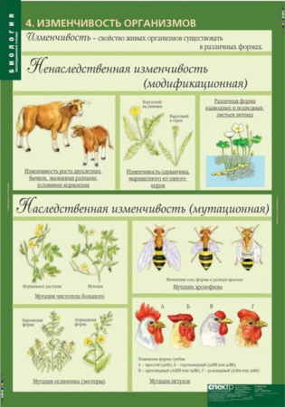 Эволюционное учение (Комплект таблиц 10 шт. Биология 10-11 кл.) 5-8702-010 Эволюционное учение (Комплект таблиц 10 шт. Биология 10-11 кл.) 5-8702-010