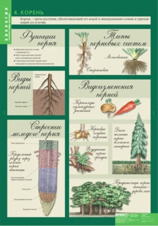 Растения. Грибы. Бактерии (Комплект таблиц 14 шт. Биология 6 кл.) 5-8504-014