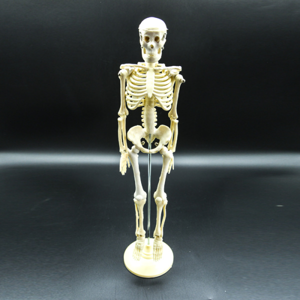 Модель «Скелет человека» уменьшенный Модель «Скелет человека» уменьшенный