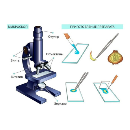 Химия клетки. Вещества. Клетки и ткани растений. Интерактивное учебное пособие (v.5.0) (BOX) Химия клетки. Вещества. Клетки и ткани растений. Интерактивное учебное пособие (v.5.0) (BOX)