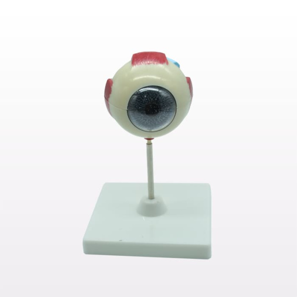 Модель «Глаз человека», лабораторная, 18 см Модель «Глаз человека», лабораторная, 18 см