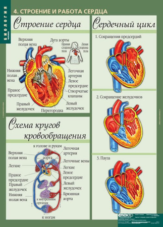Человек (Комплект таблиц 12 шт. Биология 8-9 кл.) 5-8691-012 Человек (Комплект таблиц 12 шт. Биология 8-9 кл.) 5-8691-012