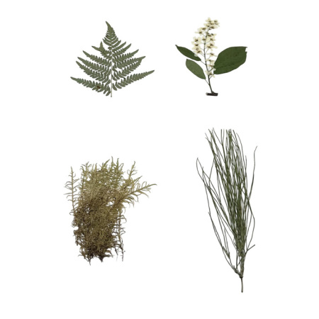 Гербарий Основные группы растений (52 листа) Гербарий Основные группы растений (52 листа)