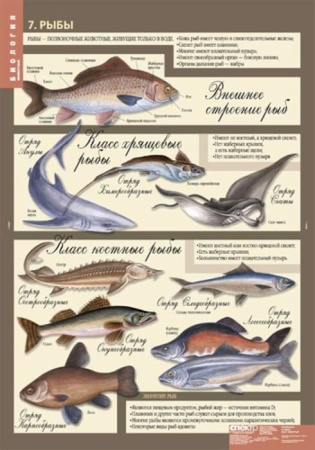 Животные (Комплект таблиц 12 шт. Биология 7 кл.) 5-8537-012