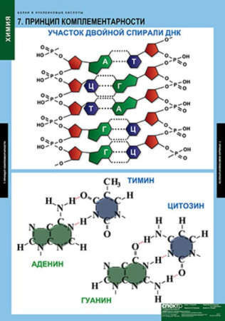 Белки и нуклеиновые кислоты (Комплект таблиц 8 шт. Химия) 2-080-490