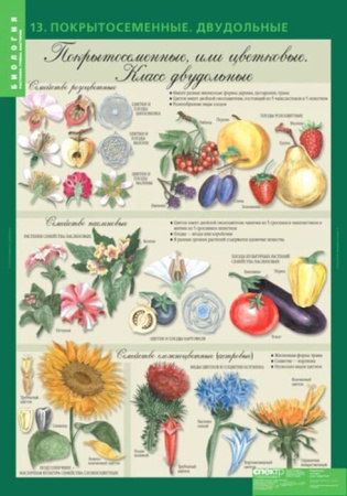 Растения. Грибы. Бактерии (Комплект таблиц 14 шт. Биология 6 кл.) 5-8504-014