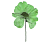Гербарии