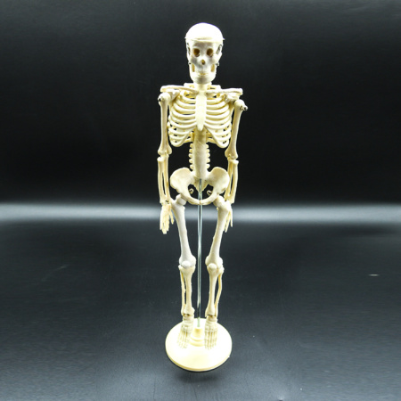 Модель «Скелет человека» уменьшенный Модель «Скелет человека» уменьшенный