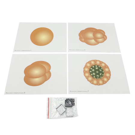 Модель-аппликация Размножение и развитие хордовых