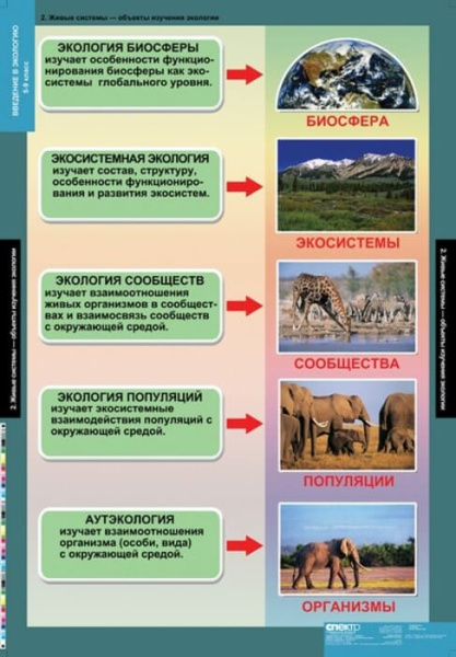 Введение в экологию (Комплект таблиц 18 шт. Биология) 5-8689-018 Введение в экологию (Комплект таблиц 18 шт. Биология) 5-8689-018
