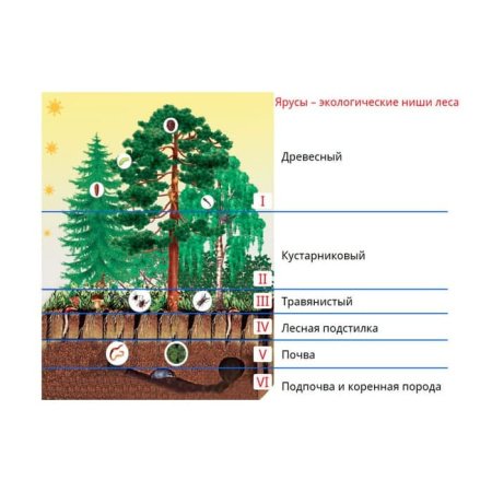 Введение в экологию. Интерактивное учебное пособие (v.5.0) (BOX. Наглядная Биология) 464-0008177357