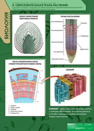 Вещества растений. Клеточное строение (Комплект таблиц 12 шт. Биология) 2-072-615