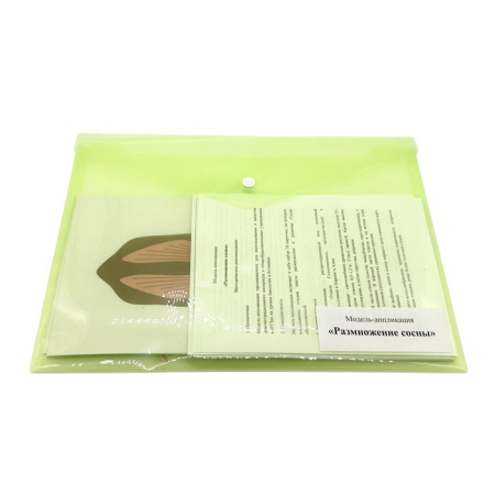 Модель-аппликация Размножение сосны