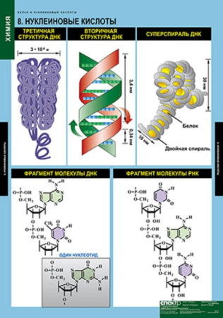 Белки и нуклеиновые кислоты (Комплект таблиц 8 шт. Химия) 2-080-490