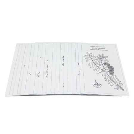 Гербарий Систематика растений. Семейство Розоцветные (раздаточный) Гербарий Систематика растений. Семейство Розоцветные (раздаточный)