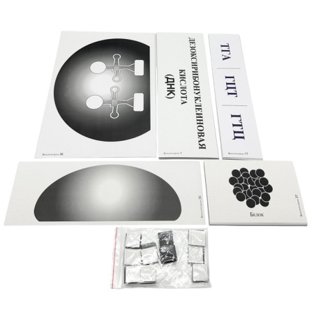 Модель-аппликация Биосинтез белка